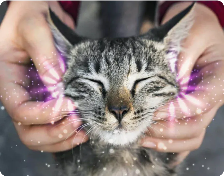 ZenPaws™ Diffuseur Apaisant Félin