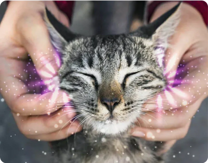 ZenPaws™ Diffuseur Apaisant Félin